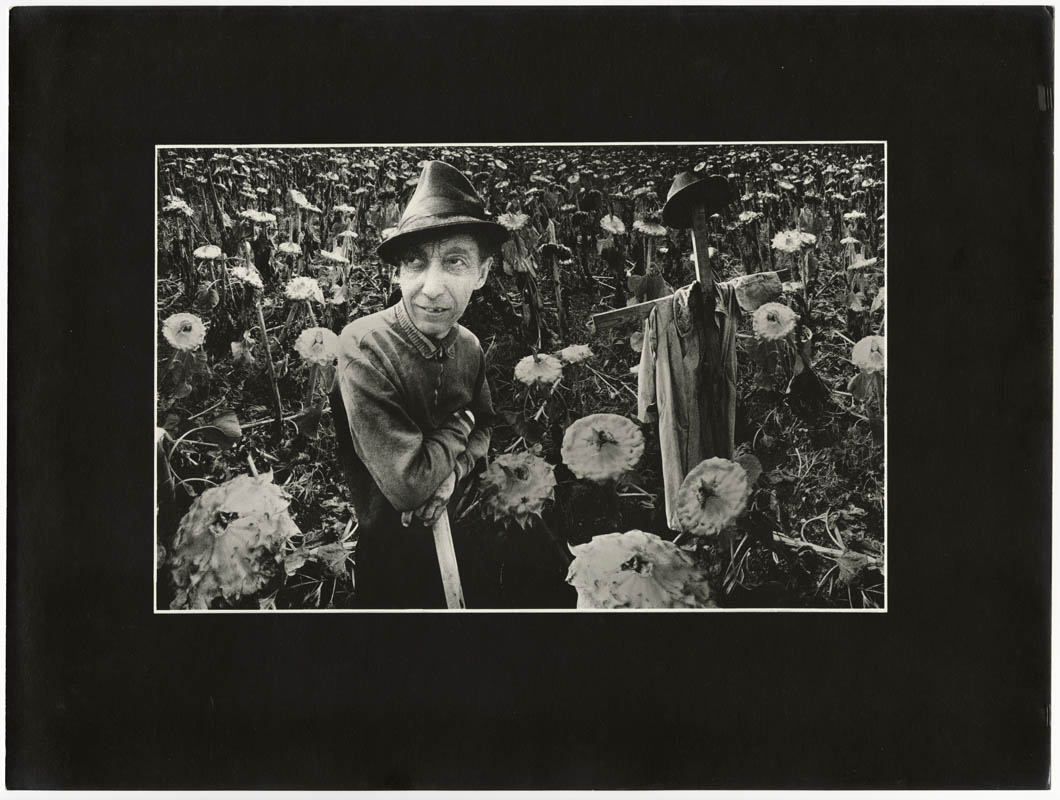 Sunflowers. Scarecrow