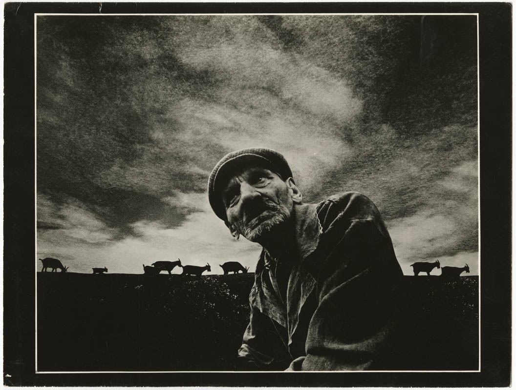 Shepherd