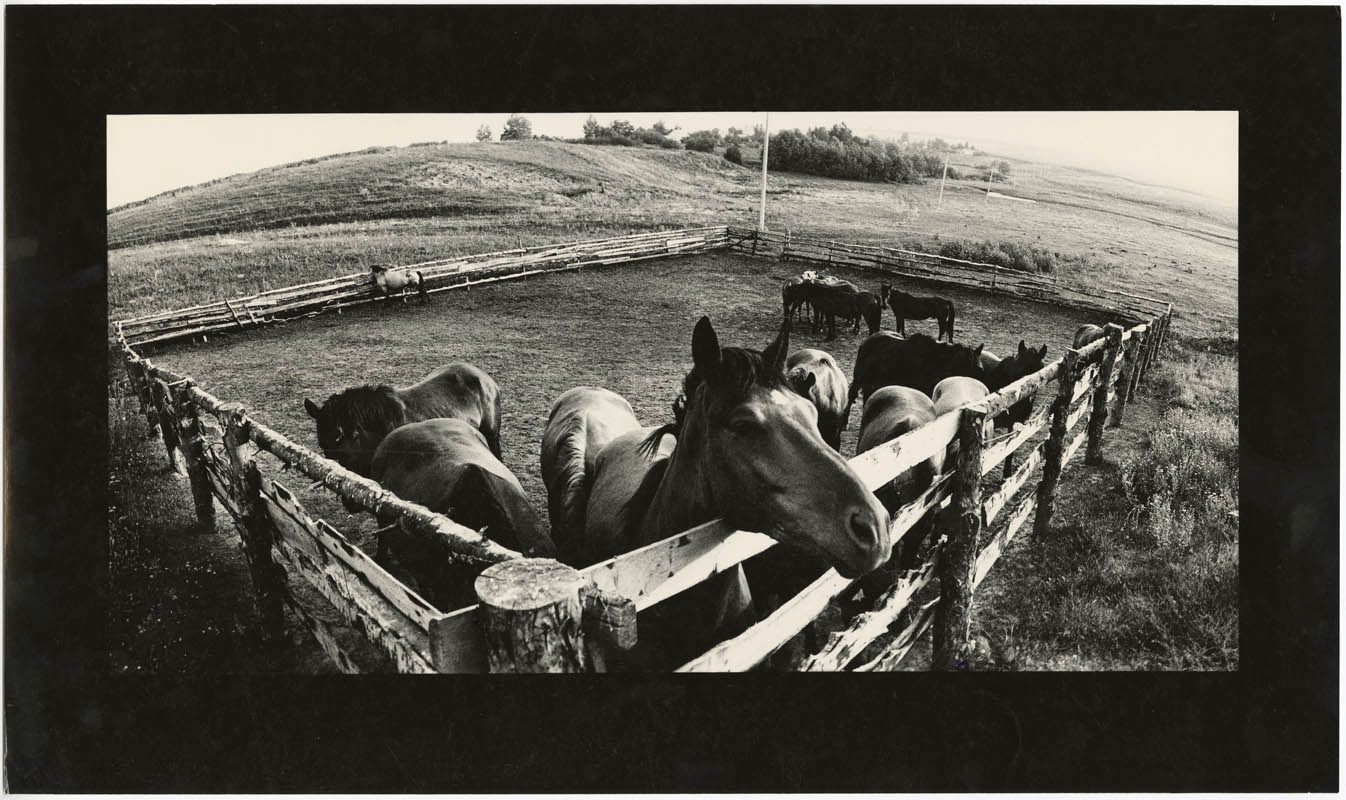 Corral