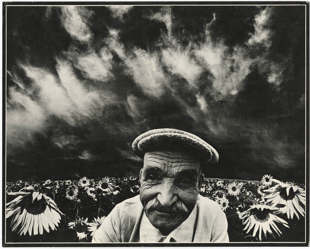 Sunflowers—ІІ