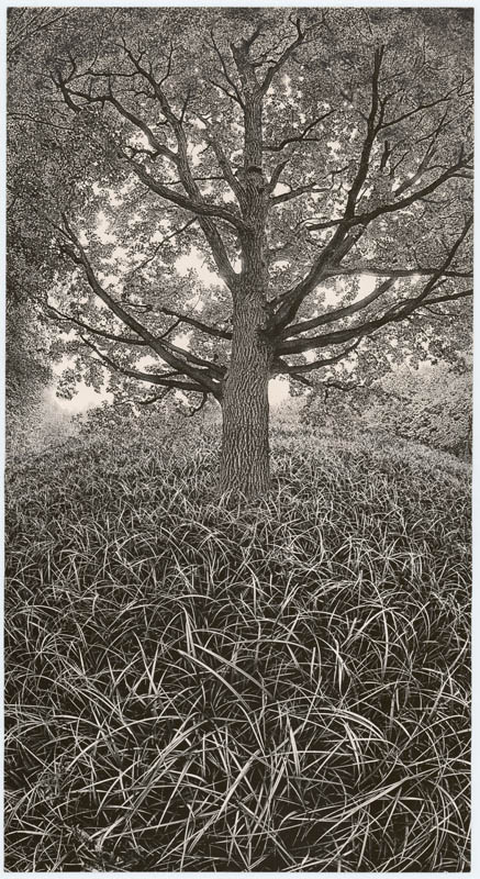 Oak in the Meadows