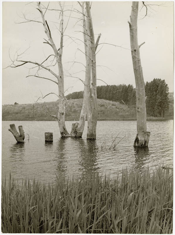 Pond