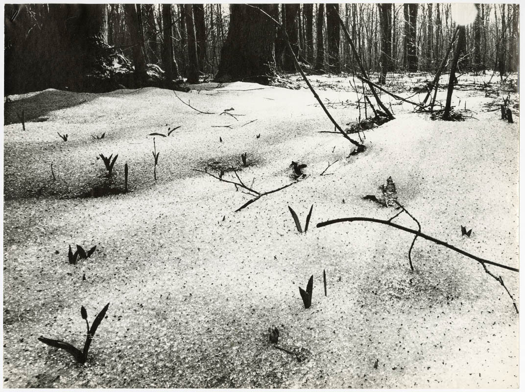 The First Snowdrops