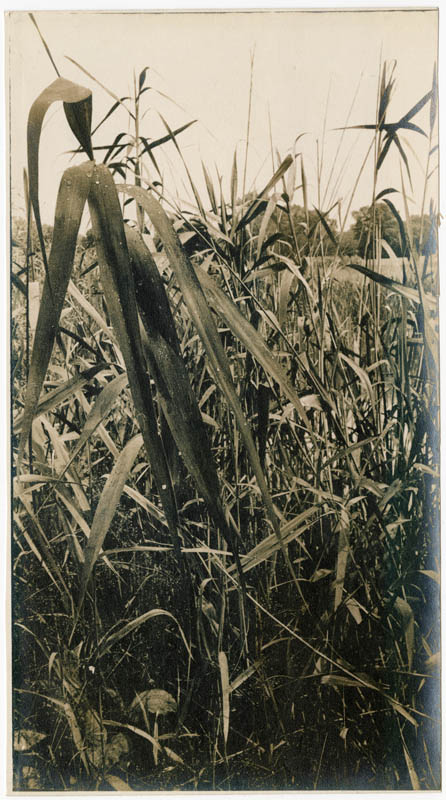 The Reeds in Japanese style – І