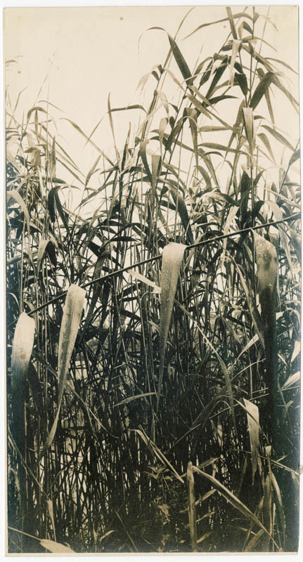 The Reeds in Japanese style – ІI The Reeds in Japanese style – ІI
