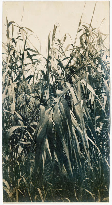 The Reeds in Japanese style – ІV The Reeds in Japanese style – ІV
