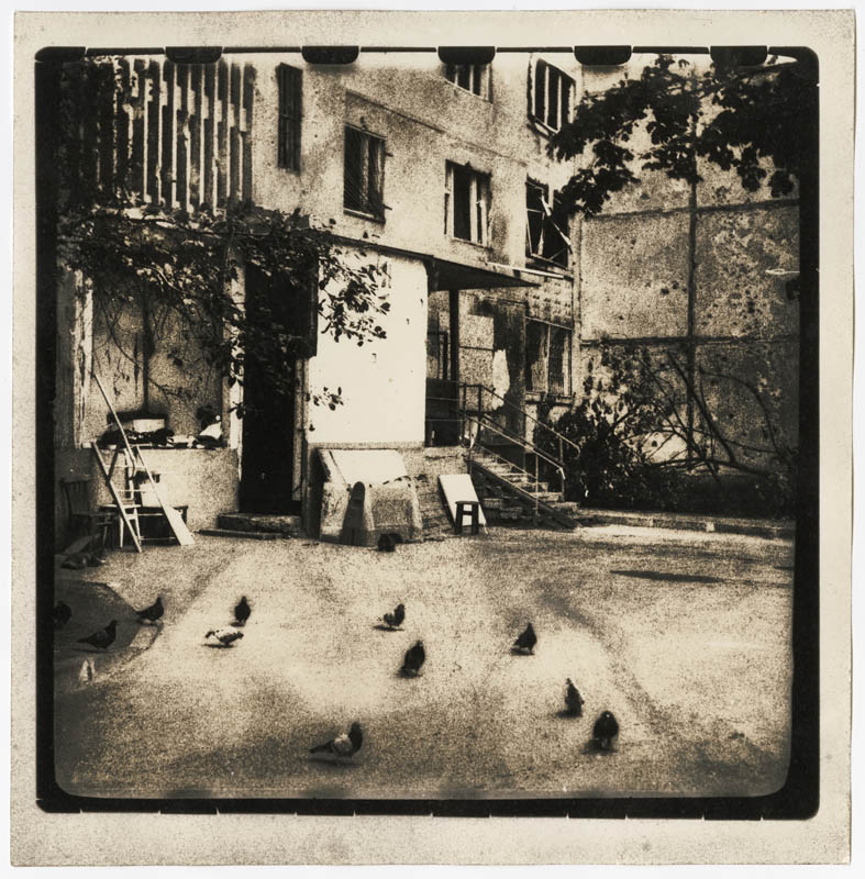 A lot of Pigeons Live Now Here A lot of Pigeons Live Now Here
