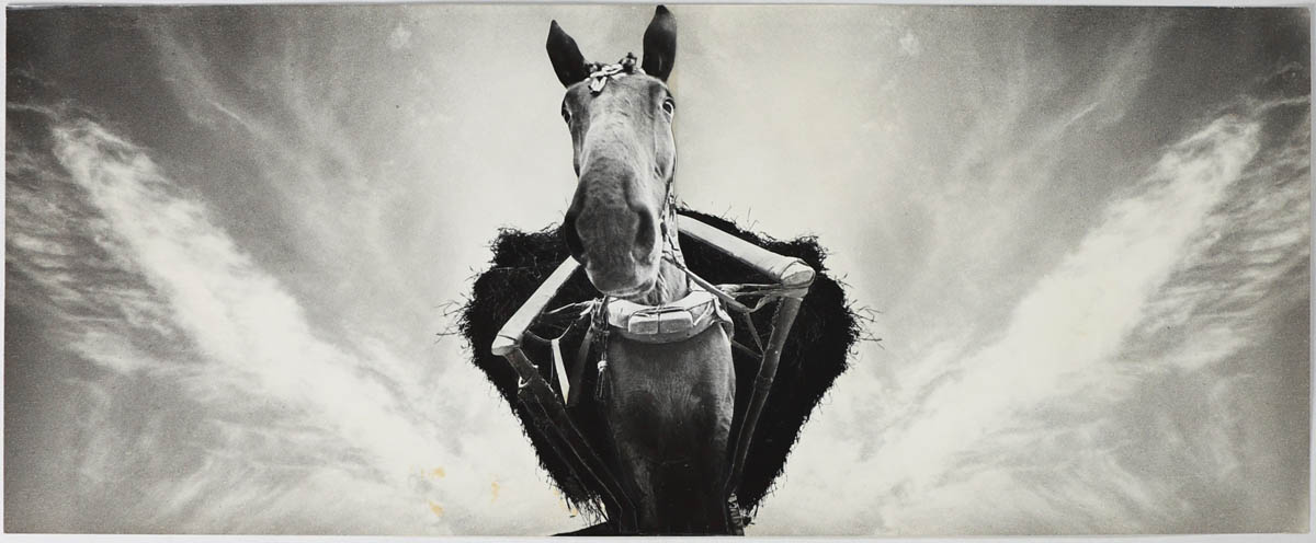 Pegasus