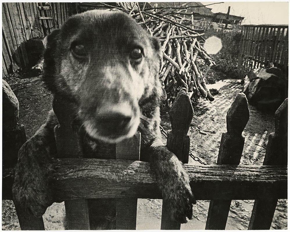 Dog