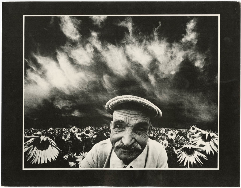 Sunflowers—ІІ Sunflowers—ІІ